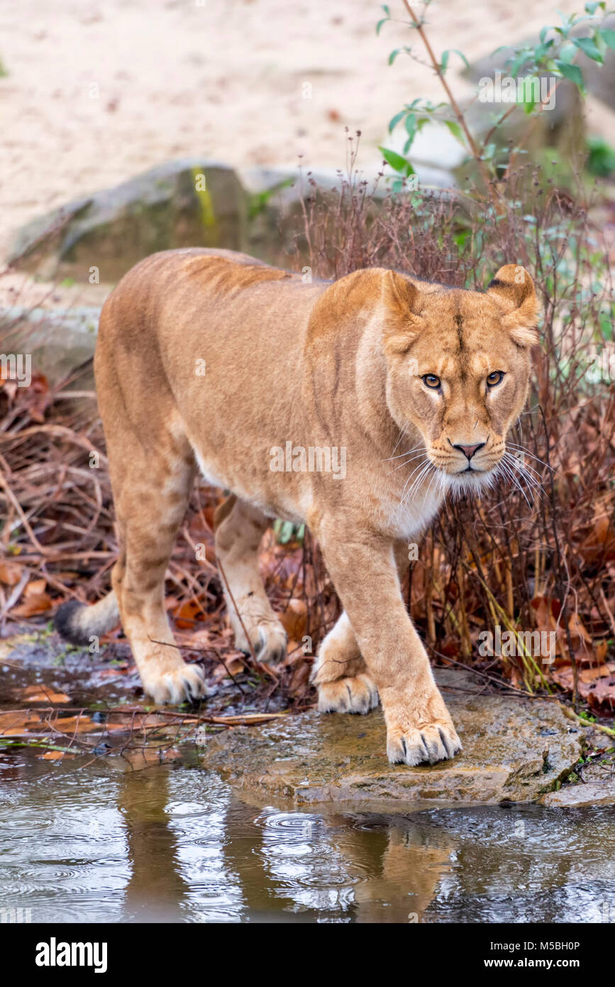 Maouli the female lion ant the Antwerp Zoo Stock Photo