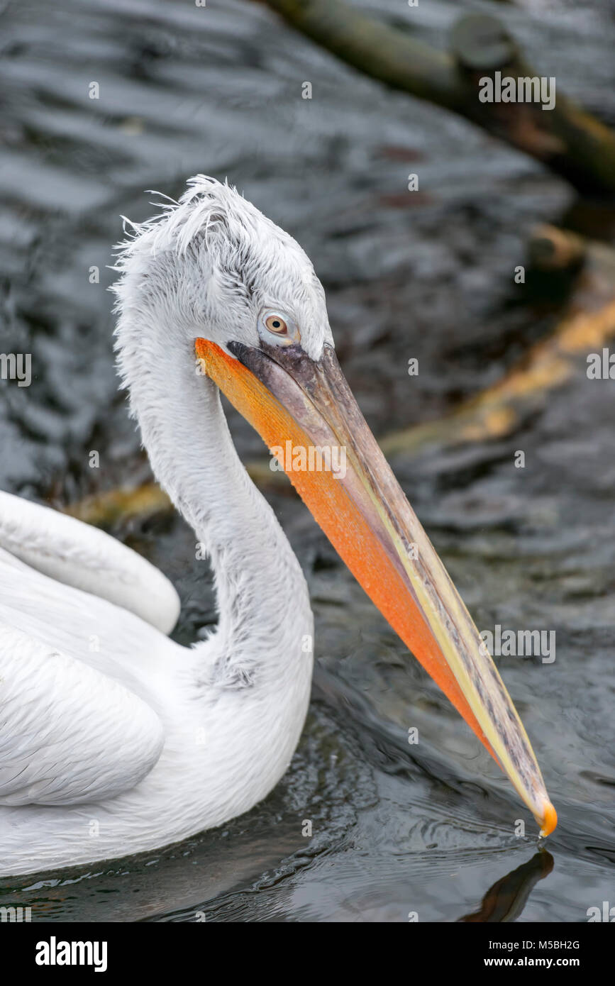 Dalmatian pelican hires stock photography and images Alamy