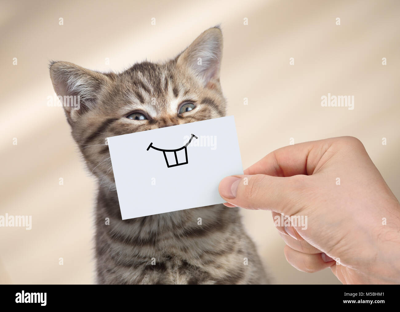 funny cat with smile on cardboard Stock Photo