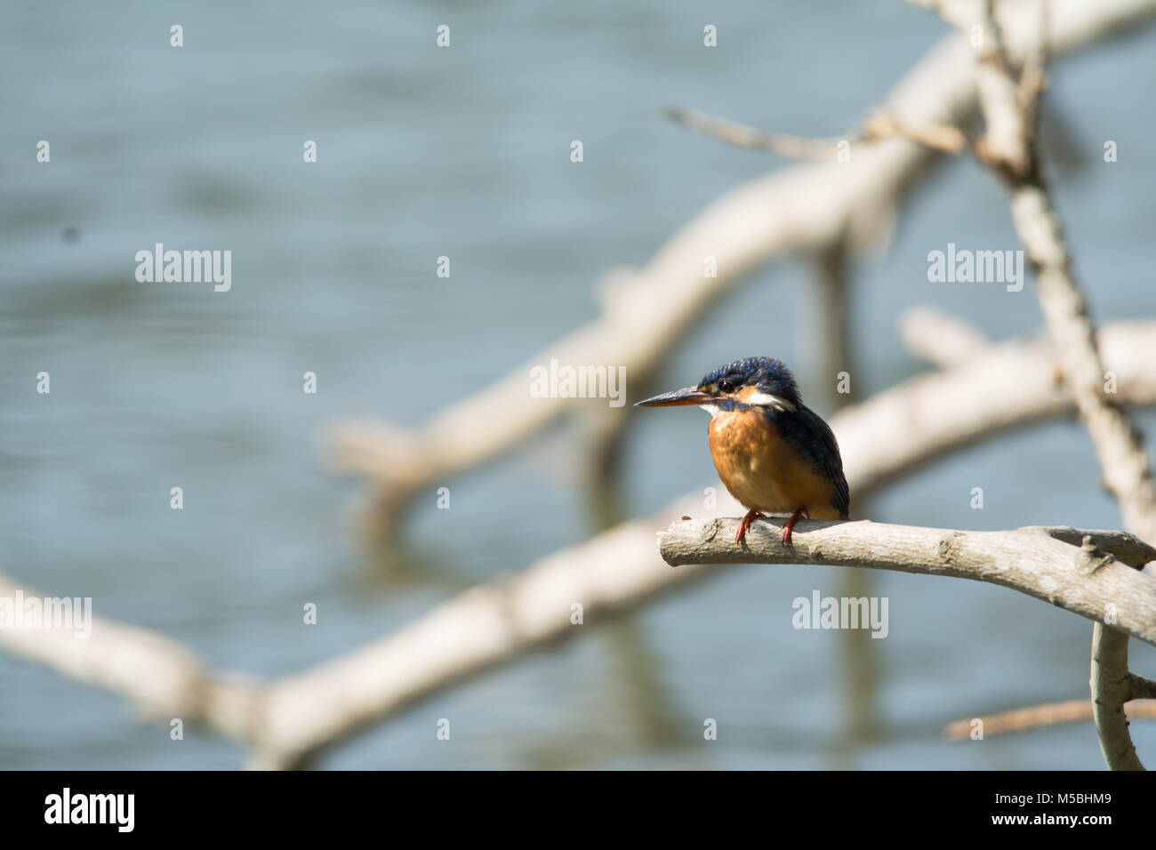 A common King fisher (Alcedo atthis) waiting for the opportunity Stock Photo