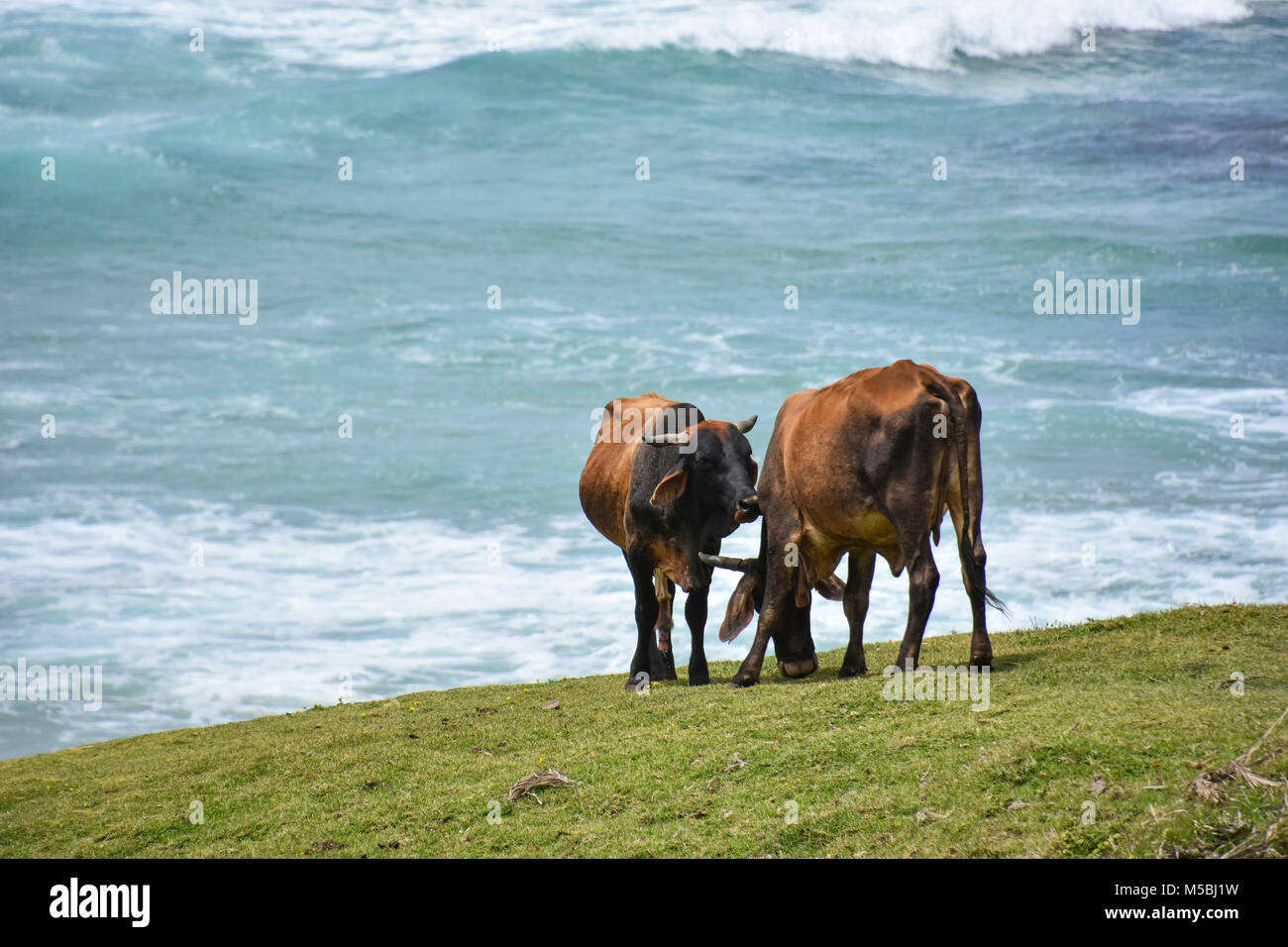 Nguni cows with big horns grazing in Coffee Bay at the Indian Ocean in the Eastern Cape at the Wild Coast of South Africa Stock Photo