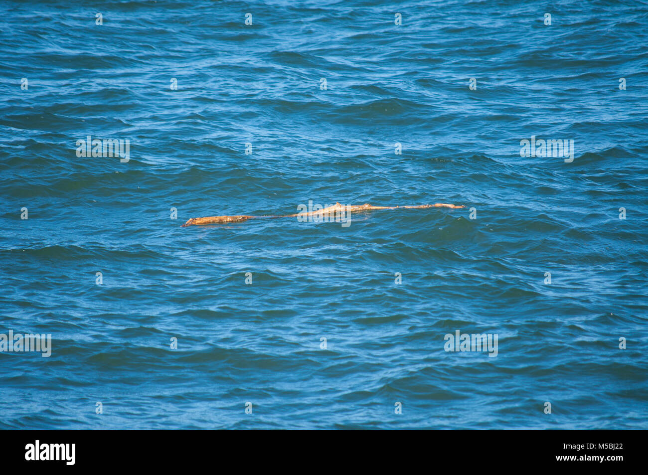 Driftwood Floating On The Ocean Stock Photo Alamy