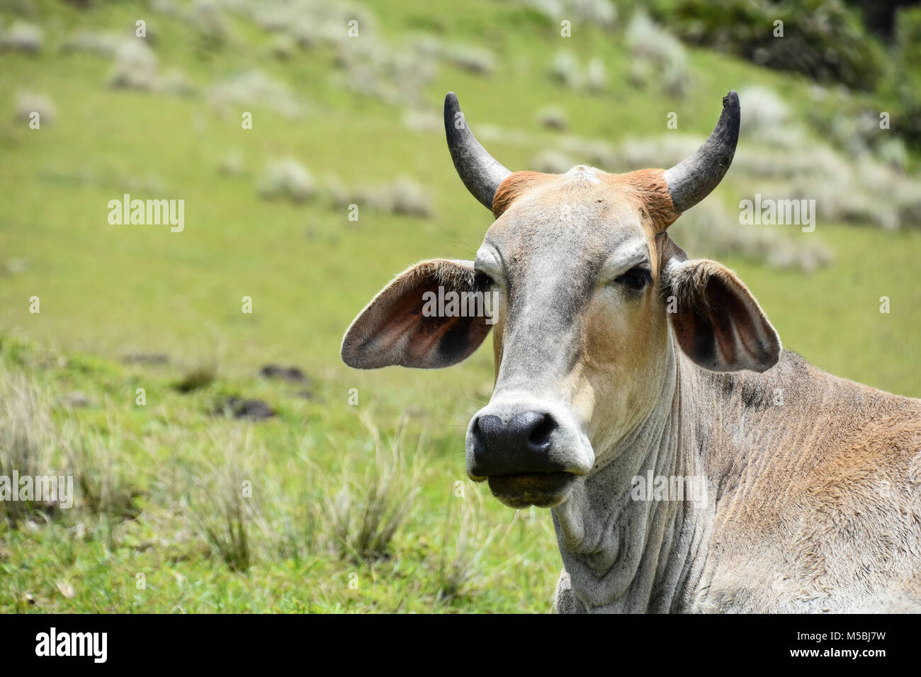 A Nguni cow with big horns sitting on the hillside near Coffee Bay at the Indian Ocean in the Eastern Cape at the Wild Coast of South Africa against g Stock Photo