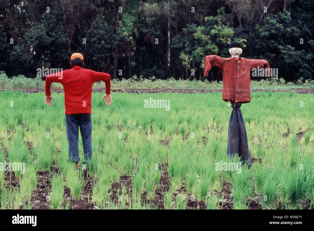 Scarecrows one human and one artificial, Pune Maharashtra, India Stock Photo