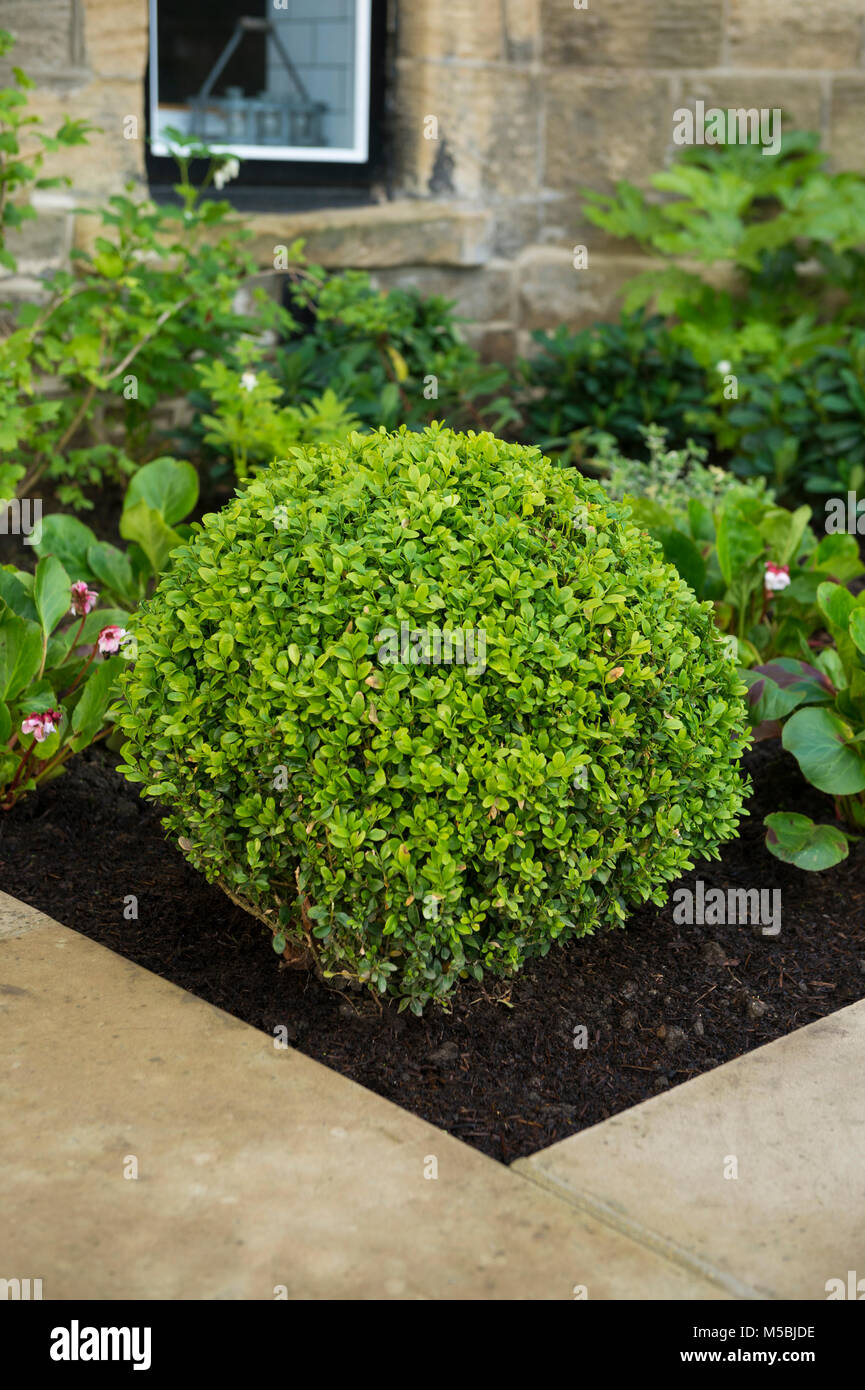 Small corner of beautiful, landscaped, private garden with contemporary design, paved patio, border shrubs & plants by house - Yorkshire, England, UK. Stock Photo