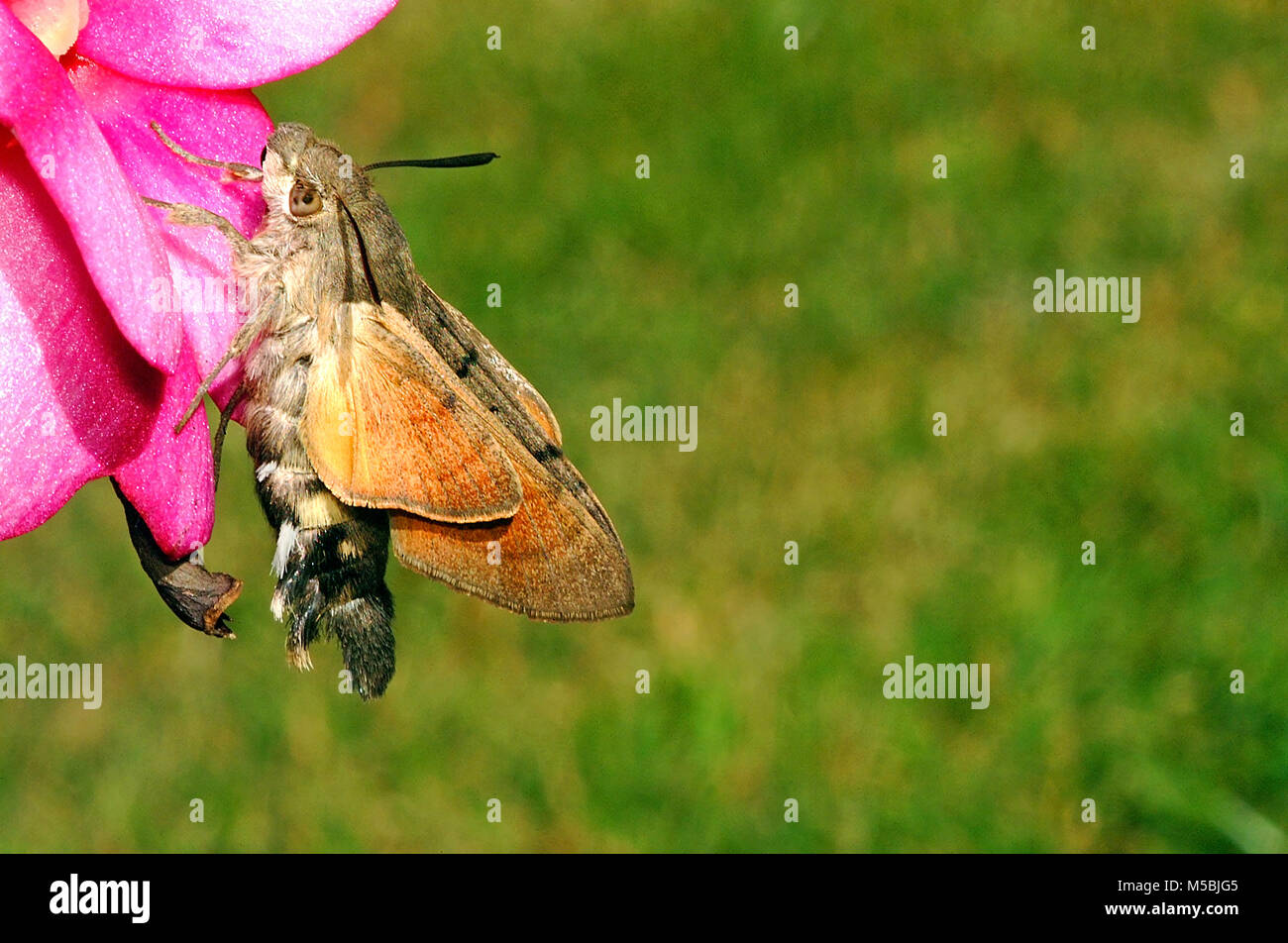 Hummingbird hawk moth (Macroglossum stellatarum) drying wings Stock Photo