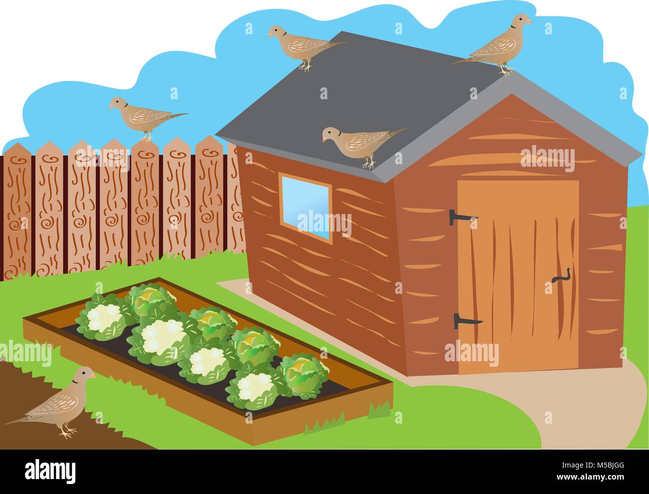 An illustration of a fenced allotment garden with shed,raised vegetable beds with cabbages and cauliflowers and several collared doves Stock Vector