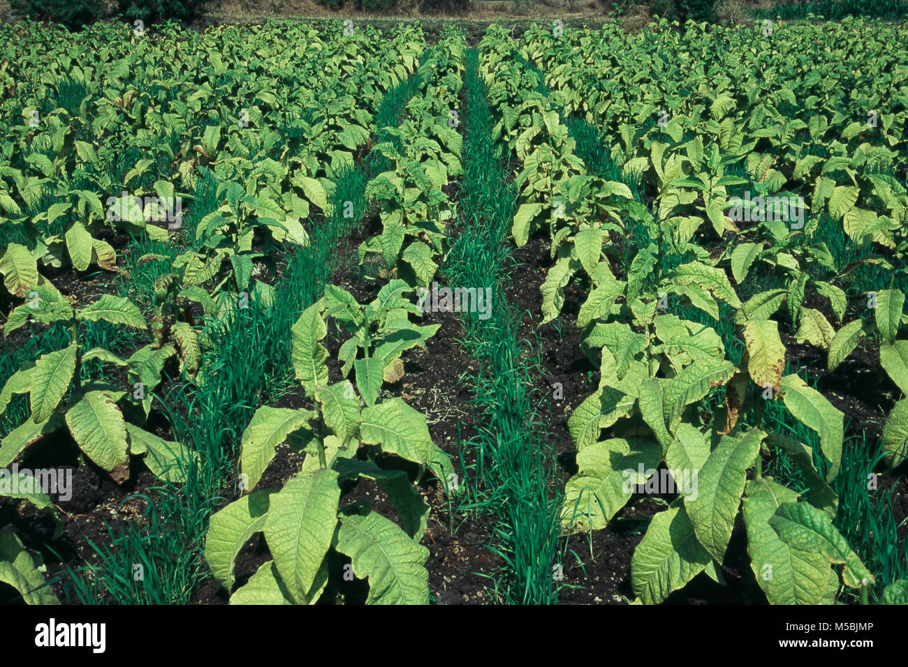 Tobacco field at Ajra in Maharashtra, India Stock Photo Alamy