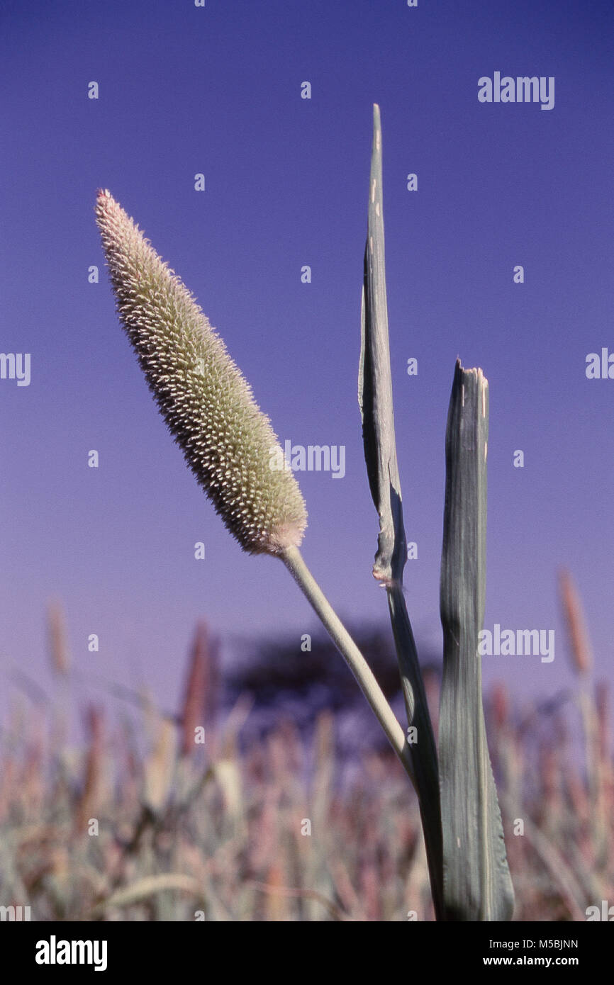 Close up of bajra crops, cereal grain Maharashtra, India Stock Photo