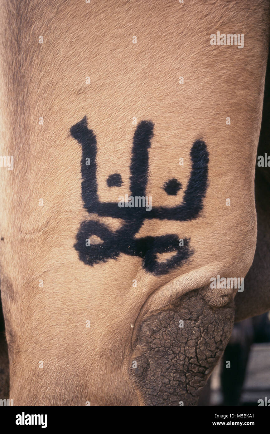 Trademark on camel at Pushkar Fair, Ajmer, Rajasthan, India Stock Photo