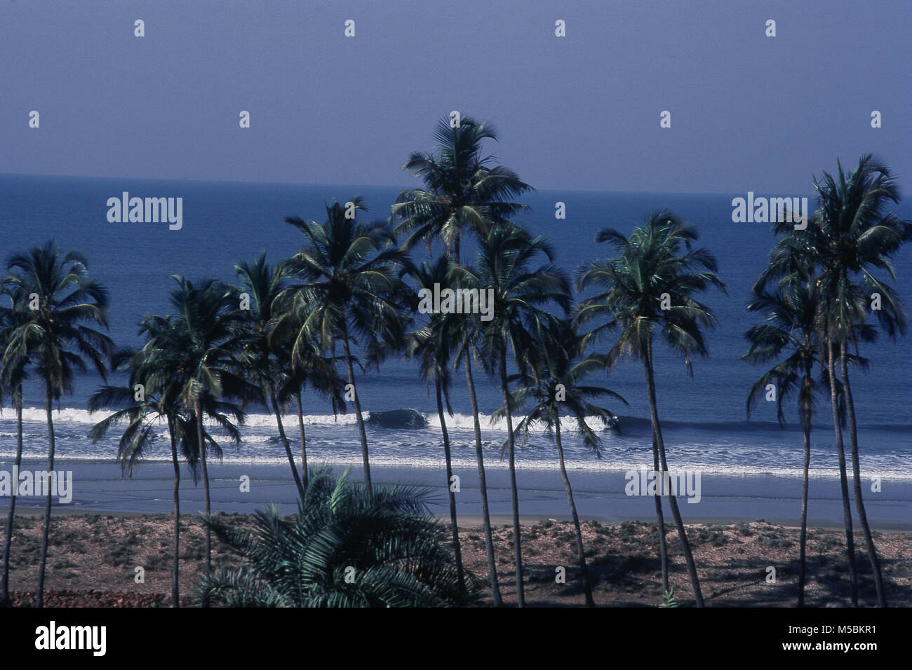 View of palm trees on harmal beach in Goa, India Stock Photo