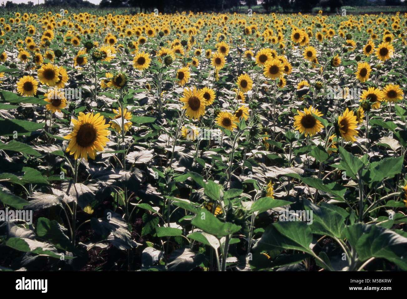beautiful sunflower of india stock photos & beautiful sunflower of