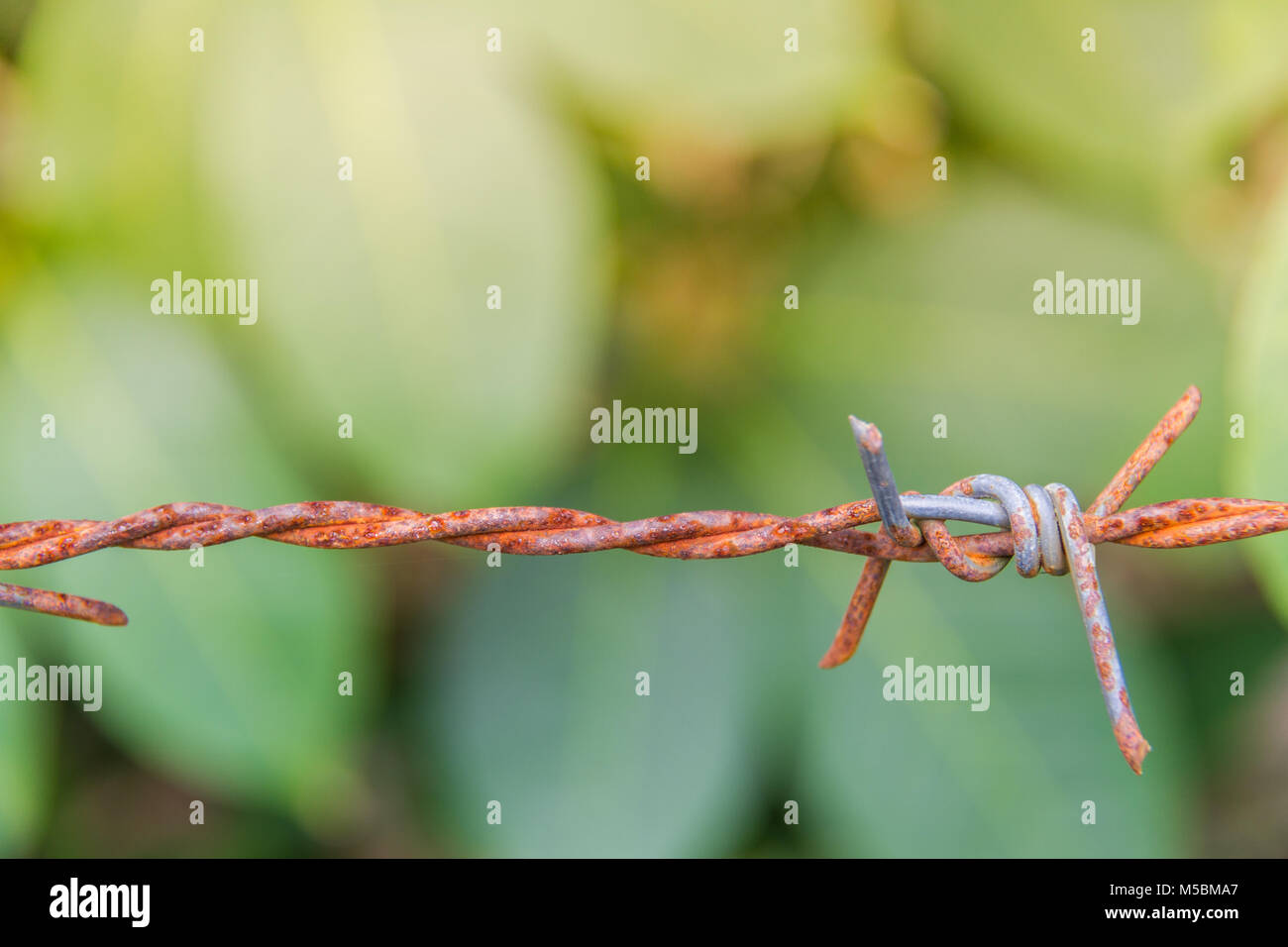 Detail of a rusty barbed wire fence on blurred nature background Stock ...