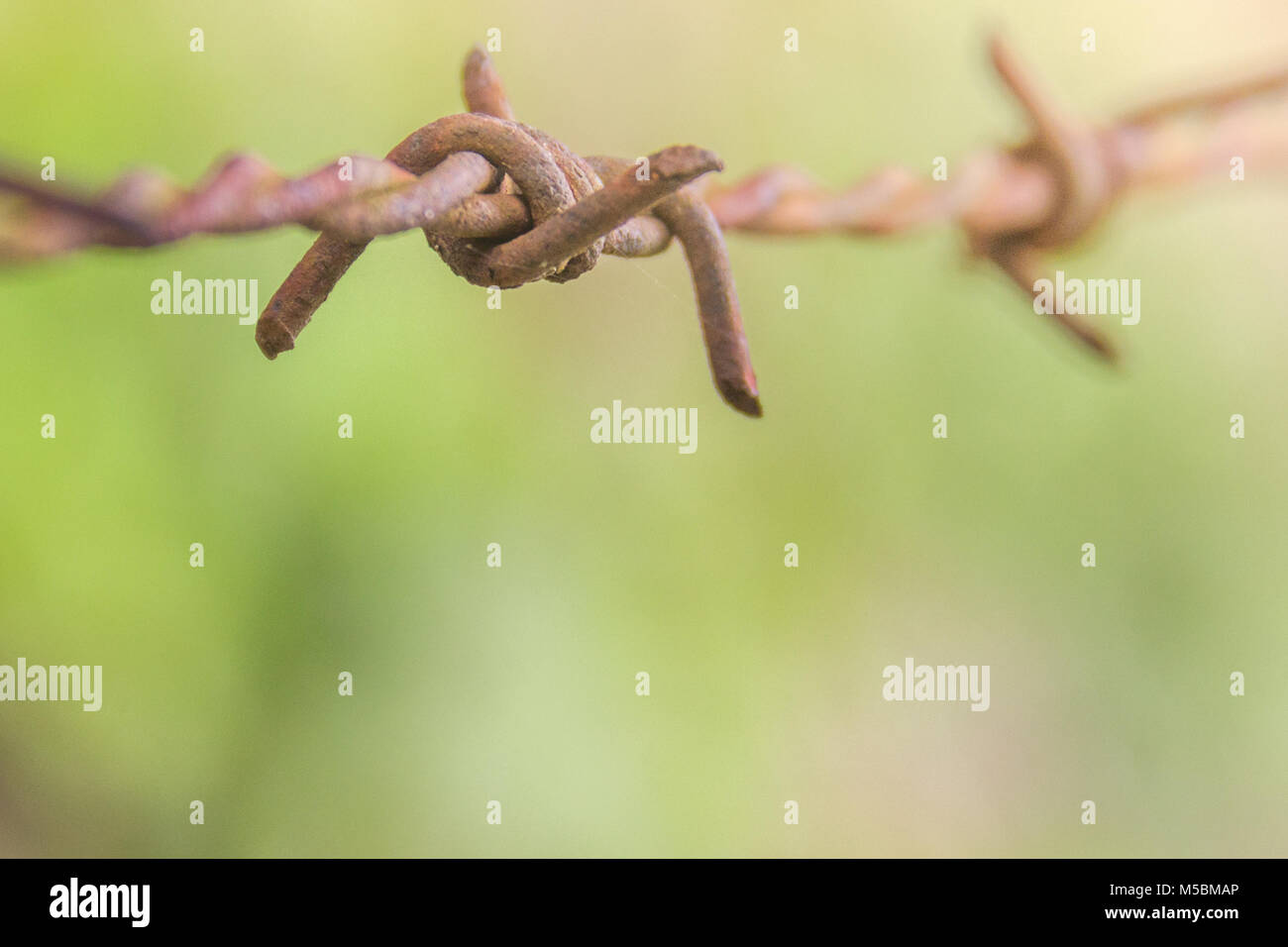 Detail of a rusty barbed wire fence on blurred nature background Stock ...