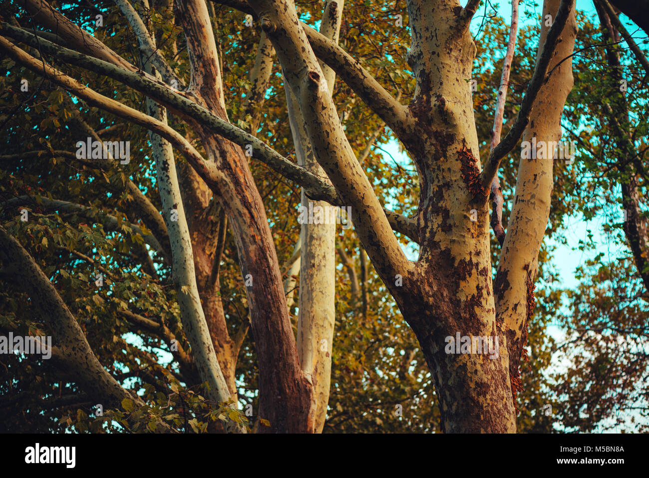 Rainy tree branches hi-res stock photography and images - Alamy