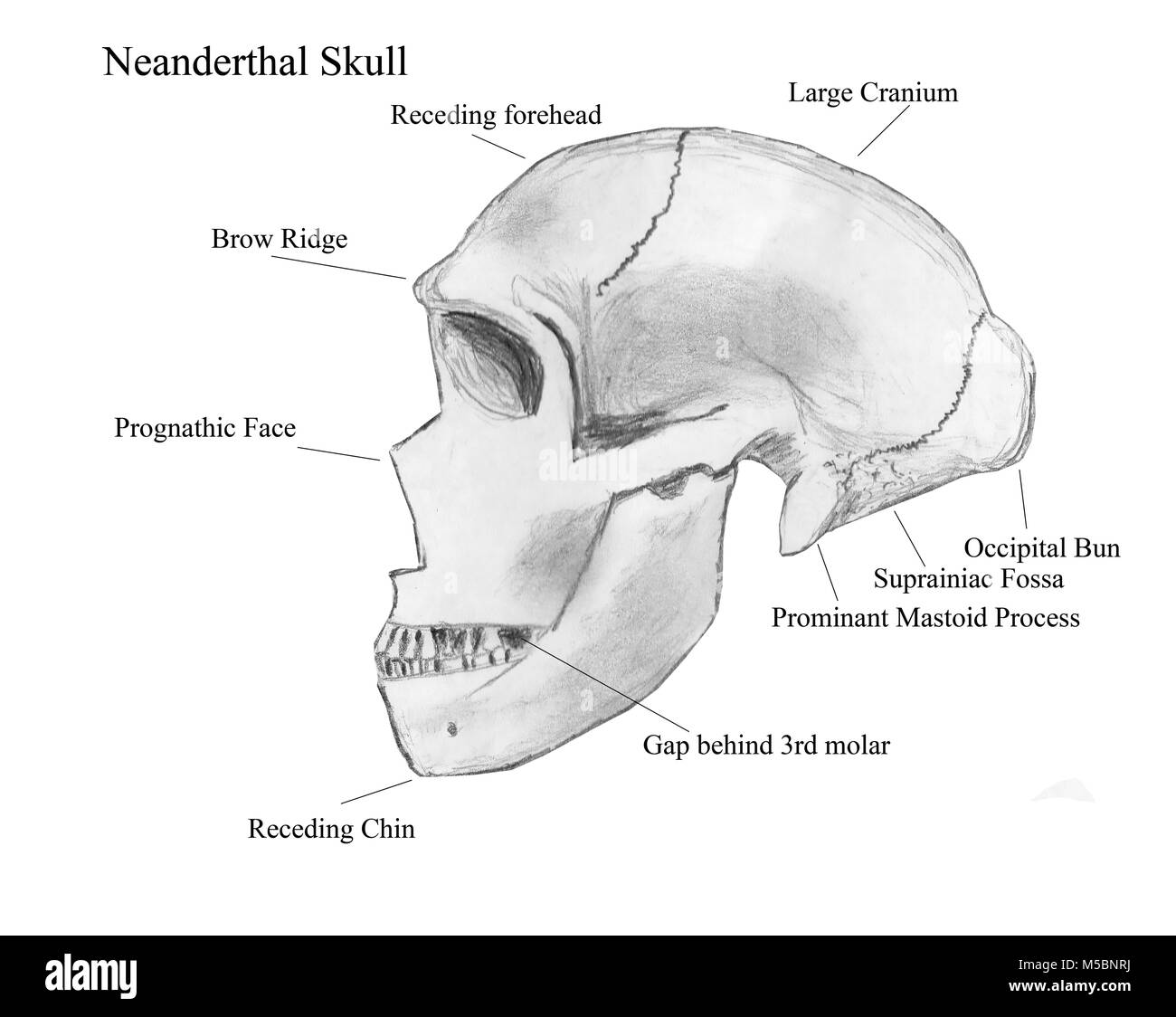 Neanderthal Skull Characteristics Neanderthal Anatomy Wikipedia Neanderthal Skull Characteristics Neanderthal Anatomy Wikipedia