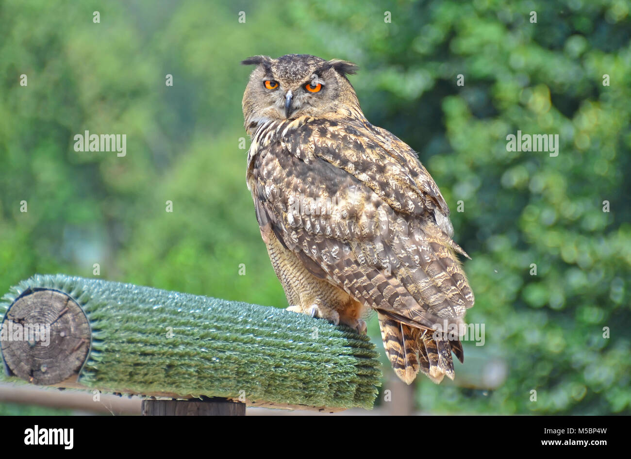 The penetrating stare of an eagle owl on a perch Stock Photo