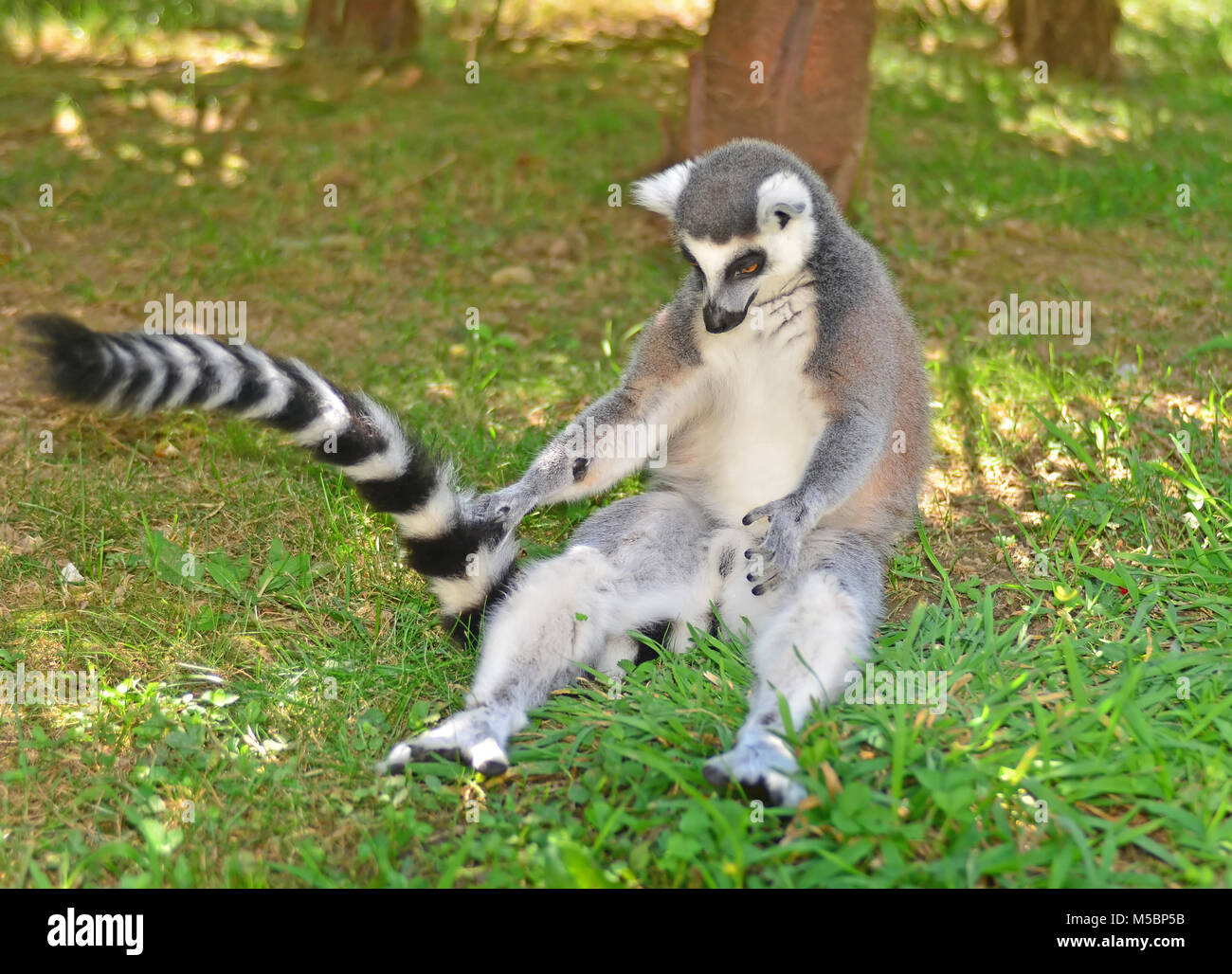 A ring-tailed Lemur plays with its tail while seated upright Stock Photo