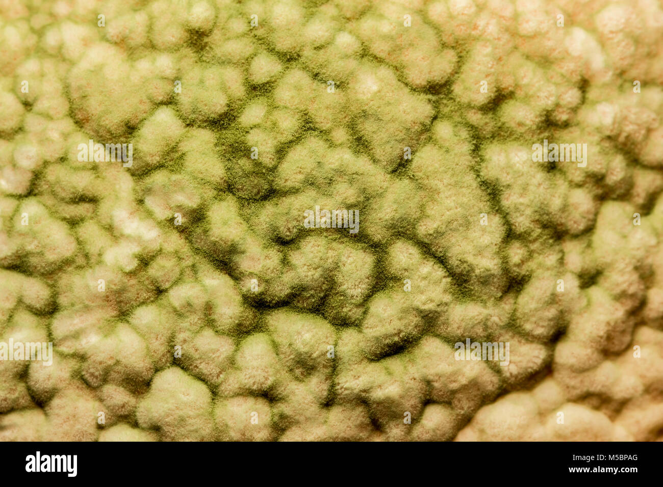 Toxic mould detailed close up texture background Stock Photo