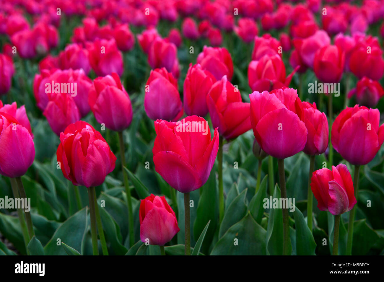 Field of Tulip flowers of the variety Lady van Eijk, Bollenstreek, Netherlands Stock Photo