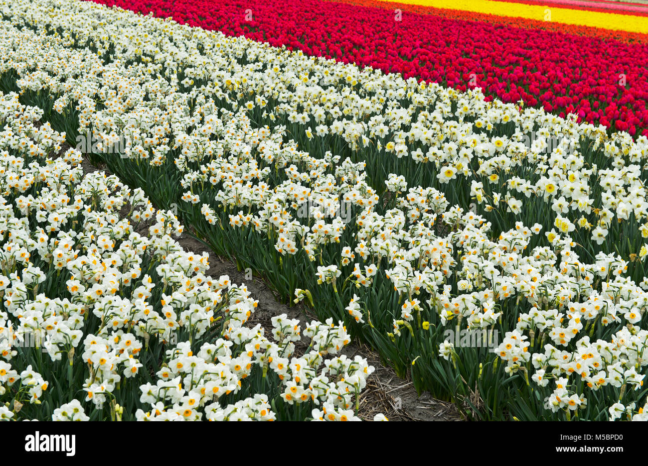 Cultivation of daffodils and tulips for the production of flower bulbs in the Bollenstreek area near Noordwijkerhout, Netherlands Stock Photo