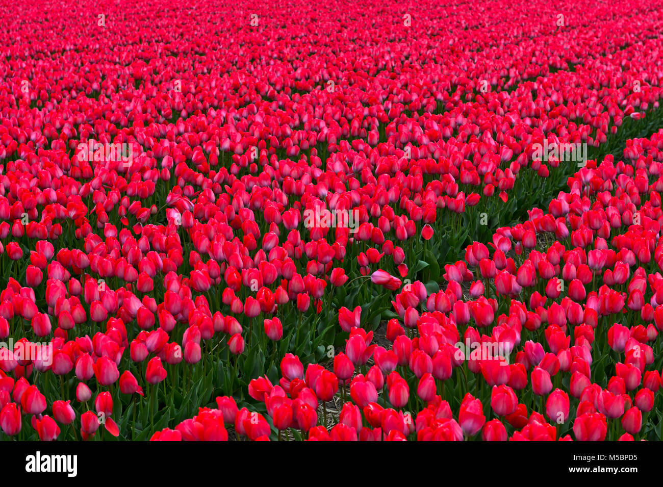 Field of Tulip flowers of the variety Lady van Eijk, Bollenstreek, Netherlands Stock Photo