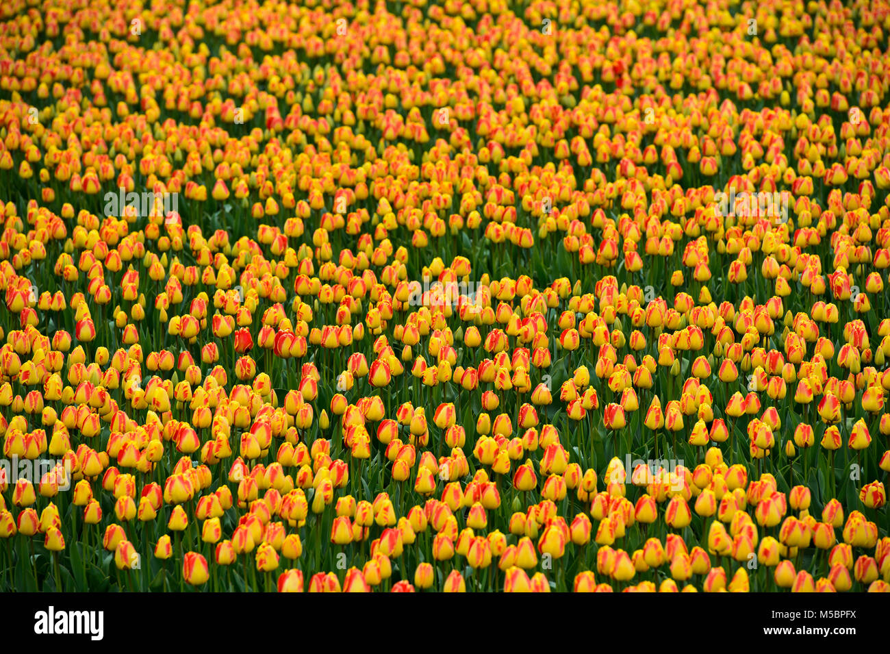 Field of Tulip flowers for the production of tulip bulbs, Bollenstreek, Netherlands Stock Photo