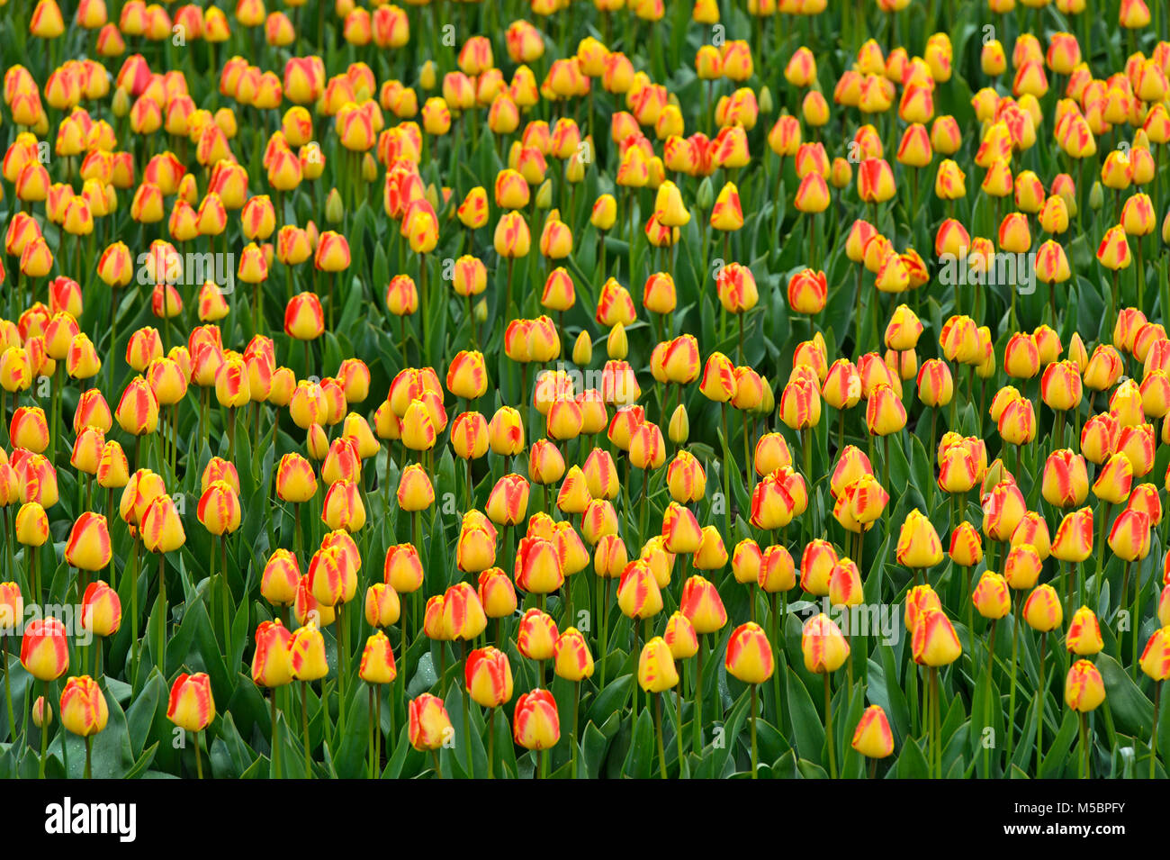 Field of Tulip flowers for the production of tulip bulbs, Bollenstreek, Netherlands Stock Photo