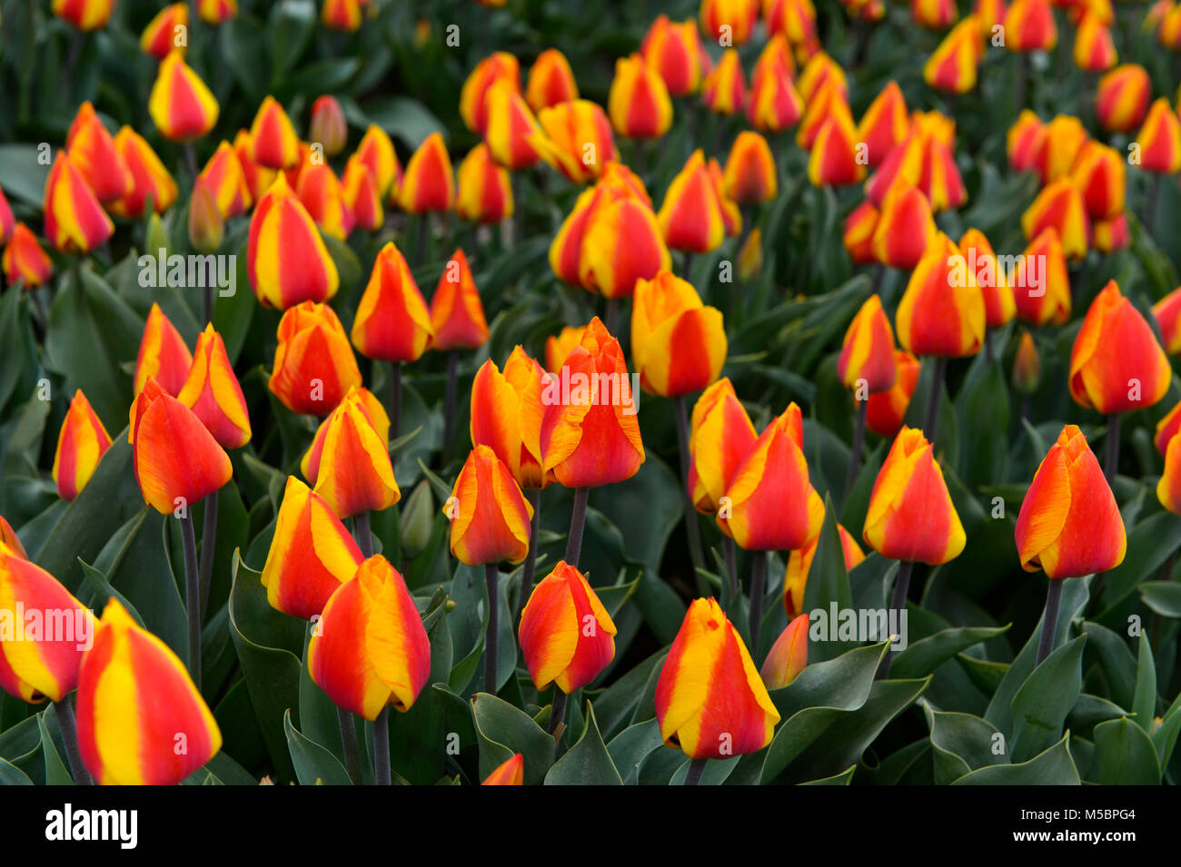 Field of red and yellow flamed Dutch tulips, Bollenstreek, Netherlands Stock Photo