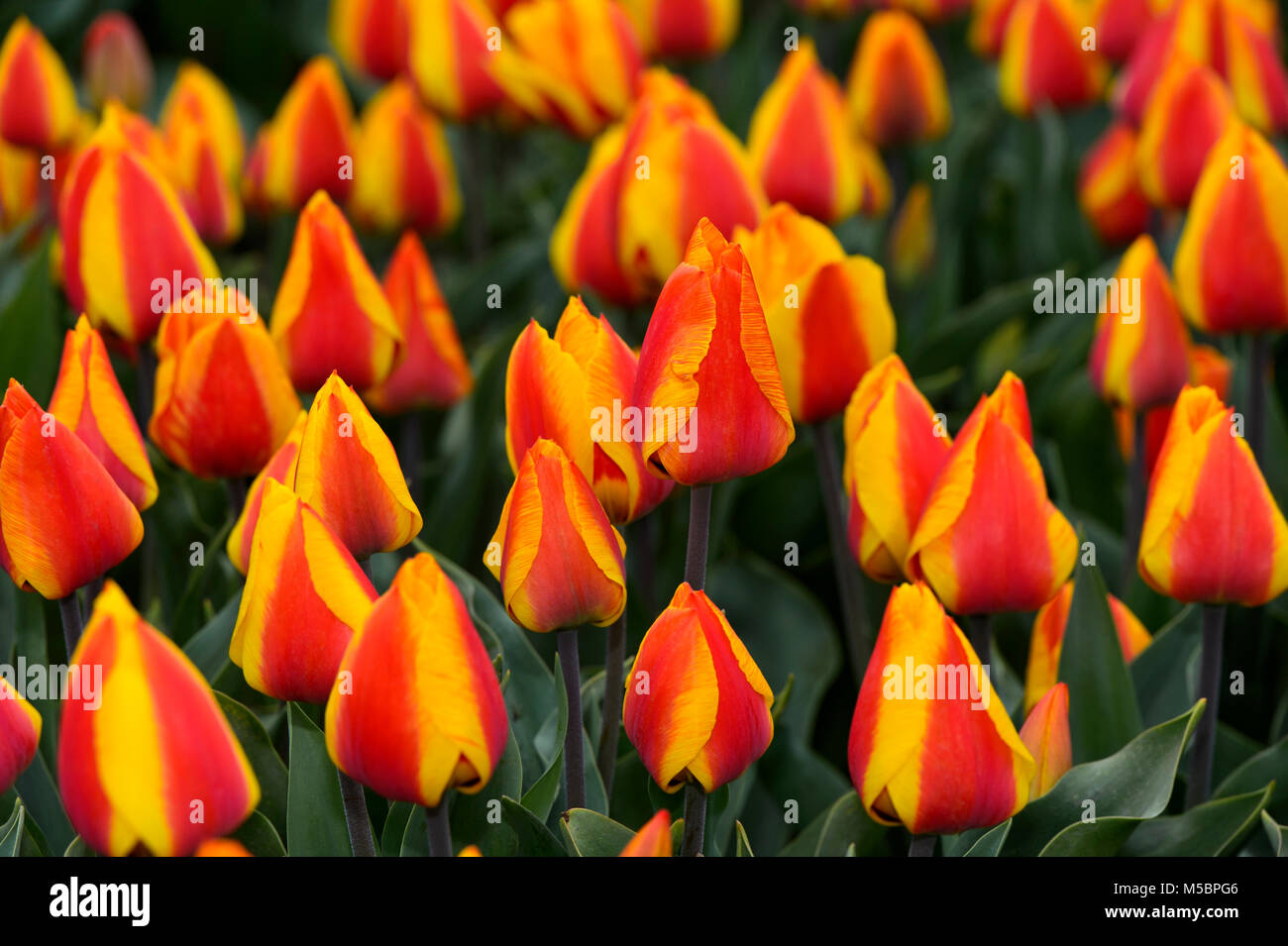 Field of red and yellow flamed Dutch tulips, Bollenstreek, Netherlands Stock Photo