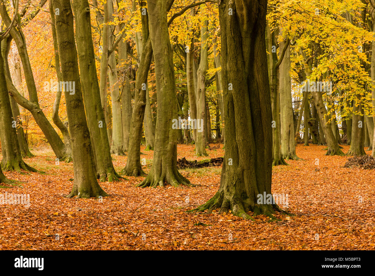 Autumn Colours at Ashridge Estate, National Trust, England Stock Photo ...