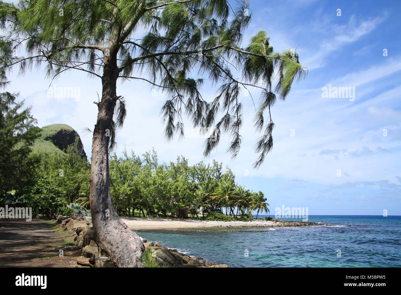Beautiful tropical beach with pine & palm trees, Gros Islet coastline, St Lucia, Caribbean. Stock Photo