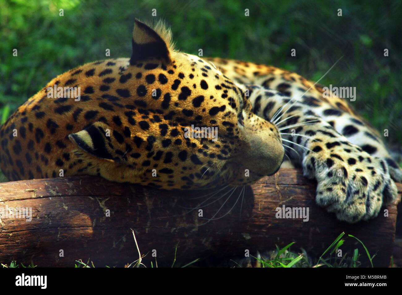 Wild life photography hi-res stock photography and images - Alamy