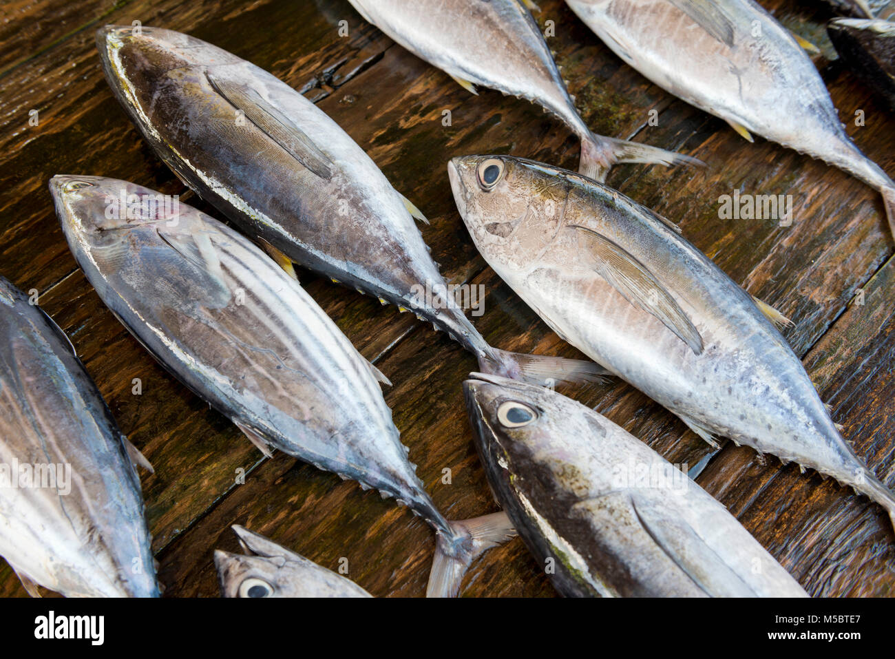 Sri Lanka, Mirissa, Asia, fish, fishes Stock Photo Alamy