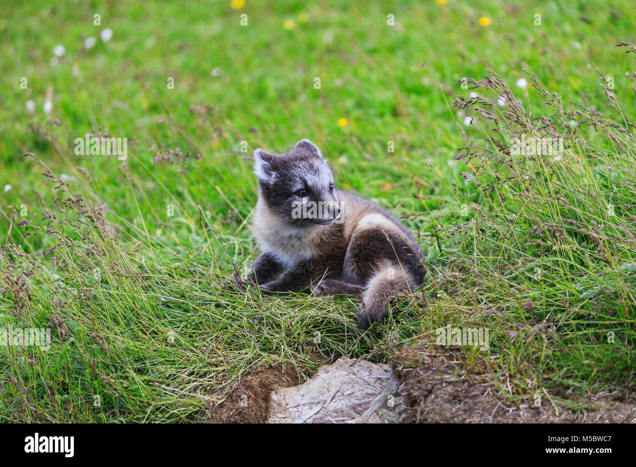 Tiny fox hi-res stock photography and images - Page 3 - Alamy