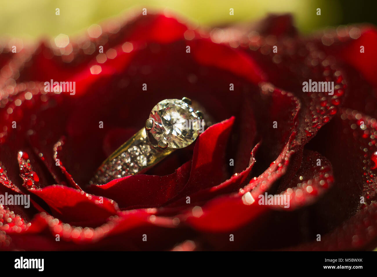 Gold ring on rainy red rose Stock Photo