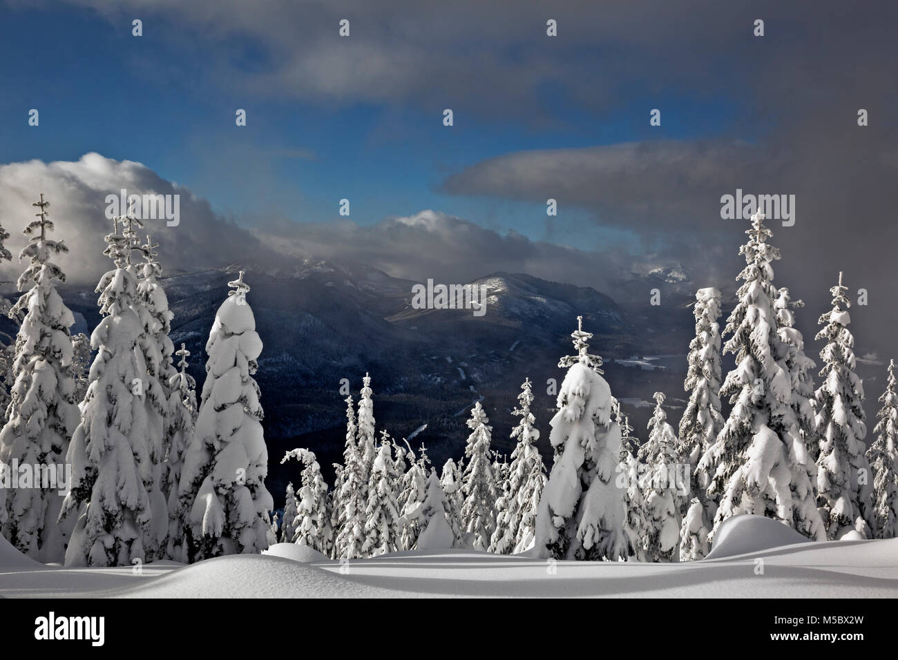 WASHINGTON - The sun on snow covered trees along the cross-country ski route on Amabilis Mountain in the Okanogan-Wenatchee National Forest. Stock Photo