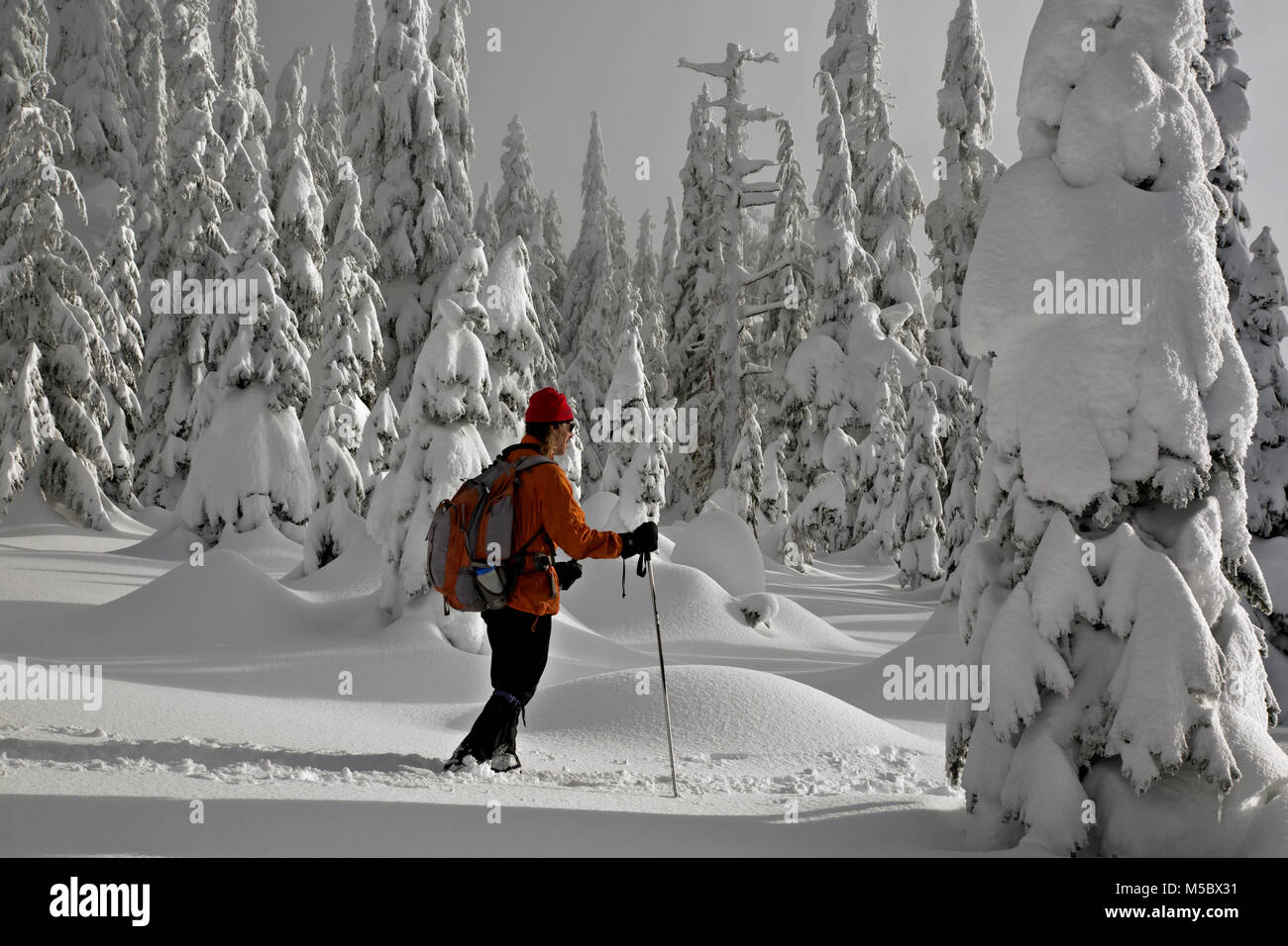 .WASHINGTON - Cross-country skiing among the snow covered trees near the summit of Amabilis Mountain in the Okanogan-Wenatchee National Forest. Stock Photo