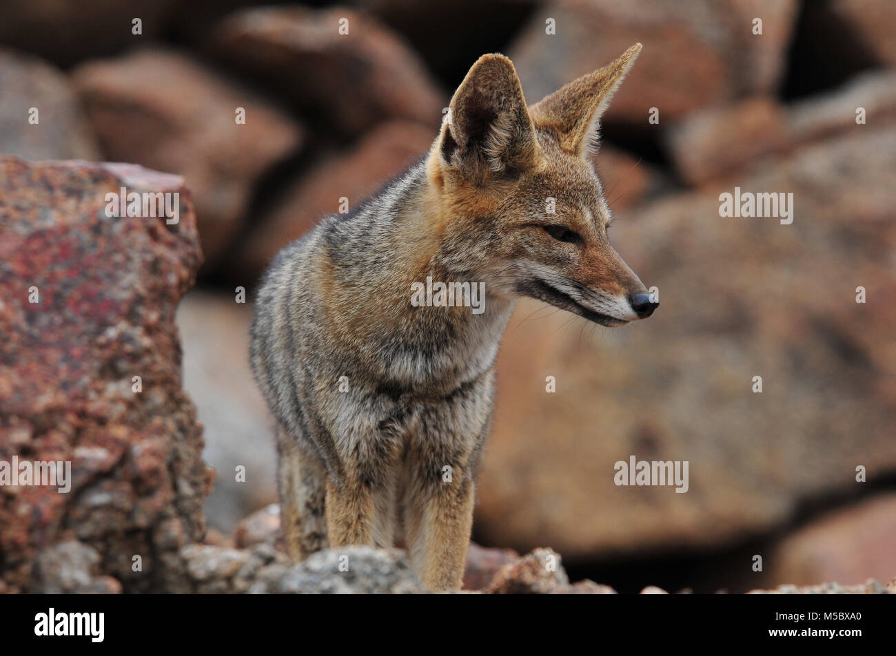 Chilean fox in the Atacama desert, northern Chile Stock Photo