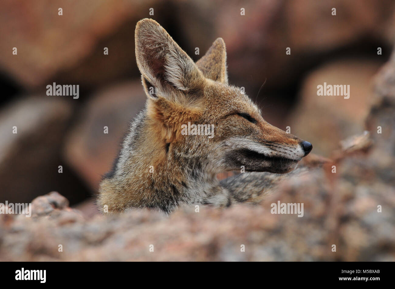 Chilean fox in the Atacama desert, northern Chile Stock Photo