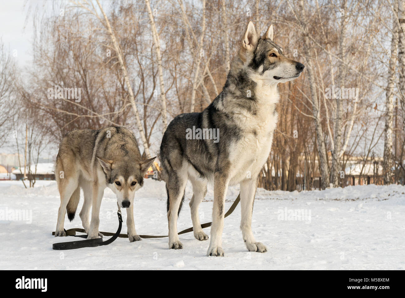 Beautiful male and female of Saarloos wolfhound in winter park Stock Photo