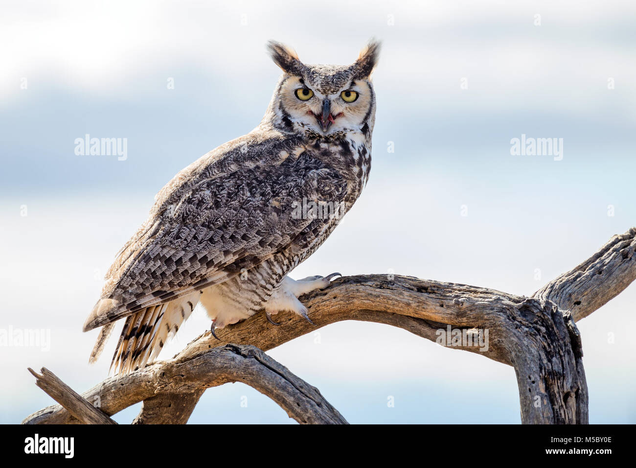 Great Horned Owl (Bubo virginianus) perched on a tree branch eating Stock Photo