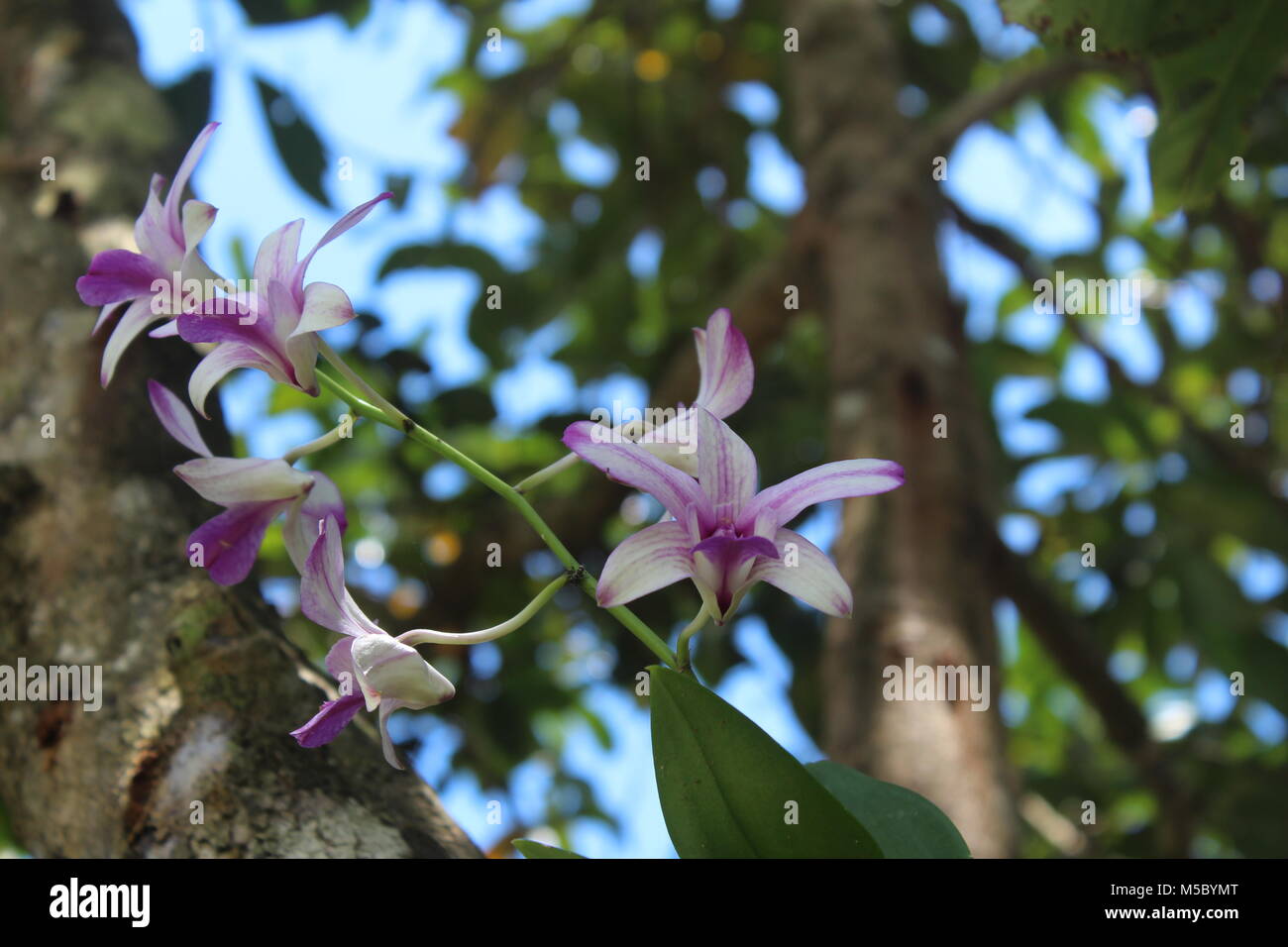 Beatiful Orchid on Mango's tree Stock Photo