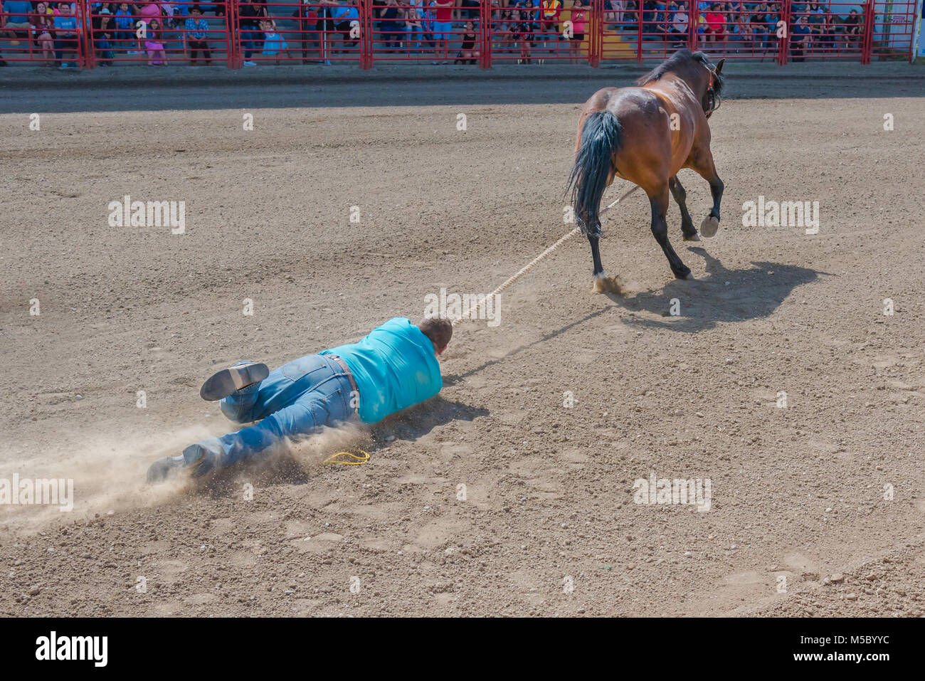 Cowboy holding onto rope is dragged through dirt while trying to catch a horse during the Wild Horse Race at the 90th Williams Lake Stampede Stock Photo