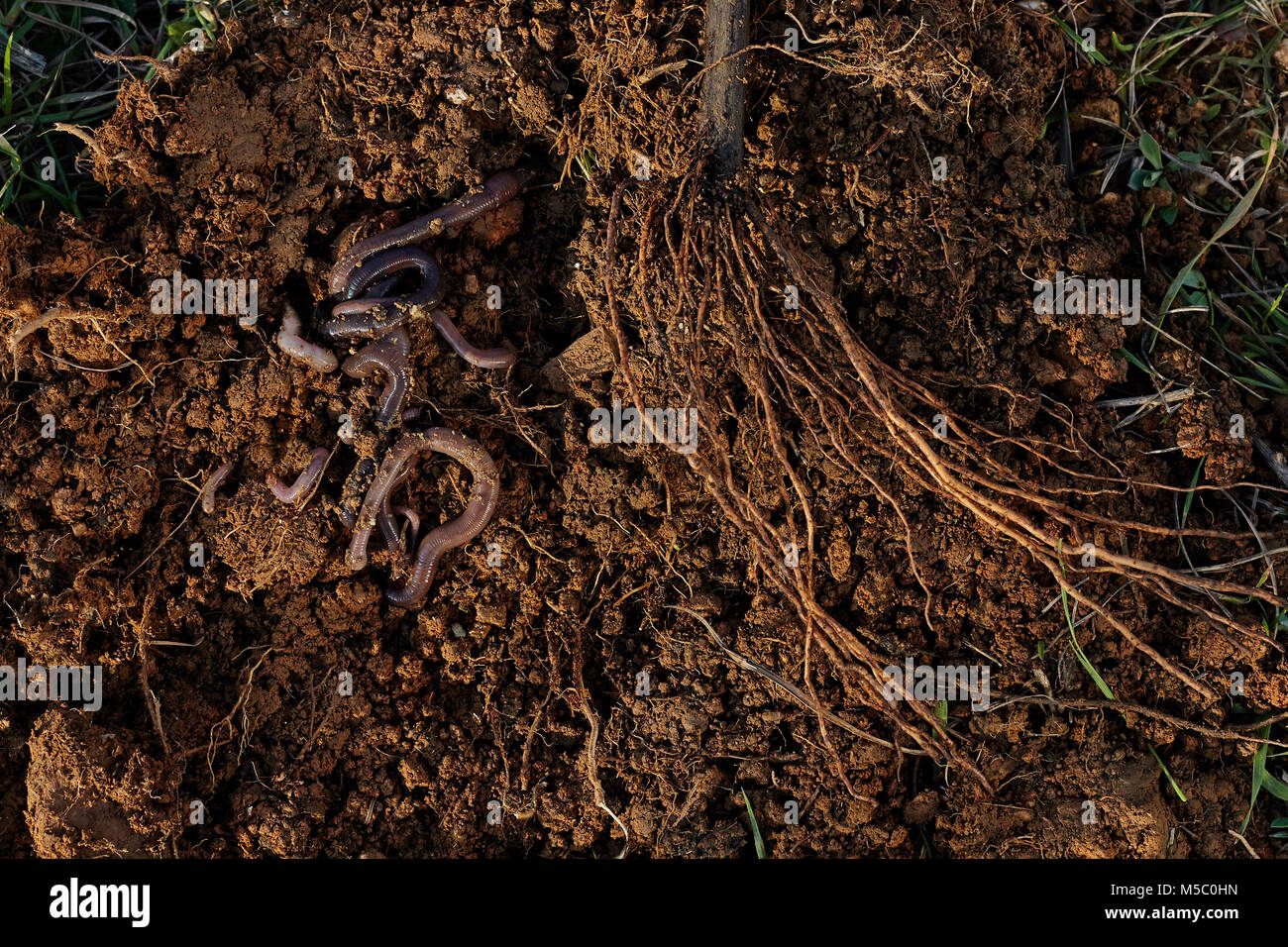 Roots of tree and worms on soil. Stock Photo
