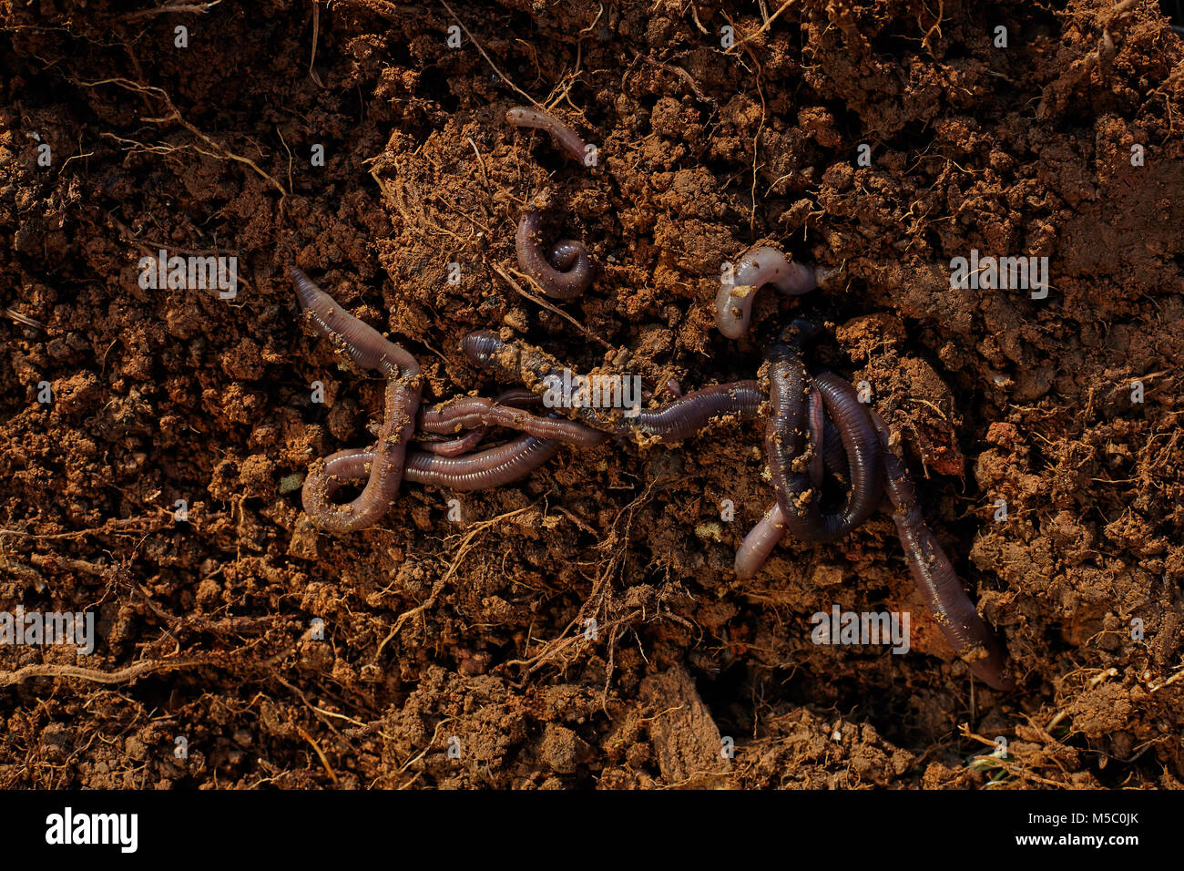 Worms on soil. Stock Photo