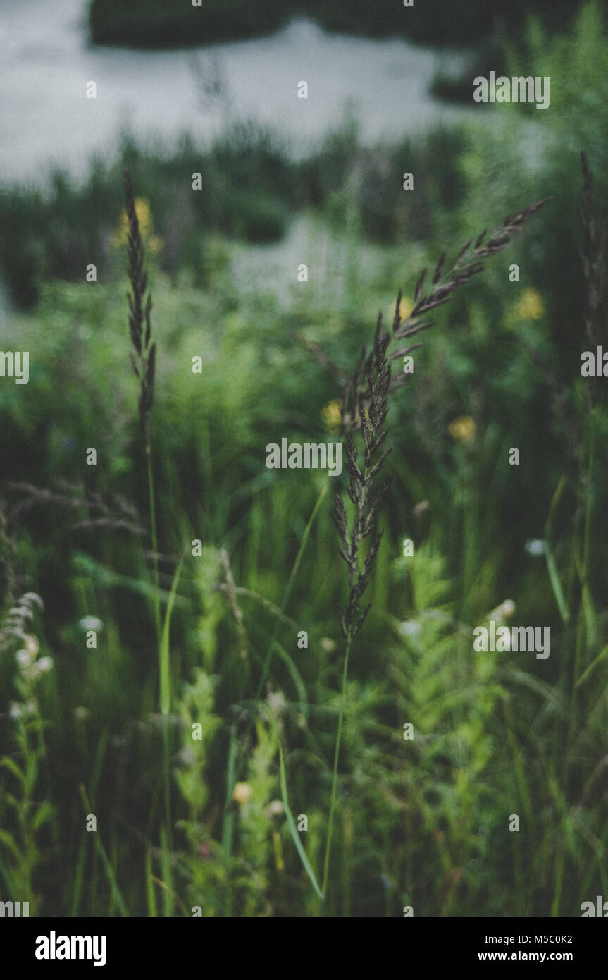 Green fresh grass hi-res stock photography and images - Alamy