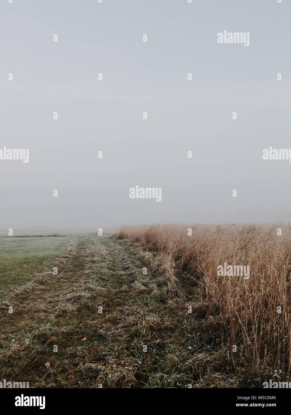White nothing behind wheat field. Harsh autumn scene with fog. Stock Photo