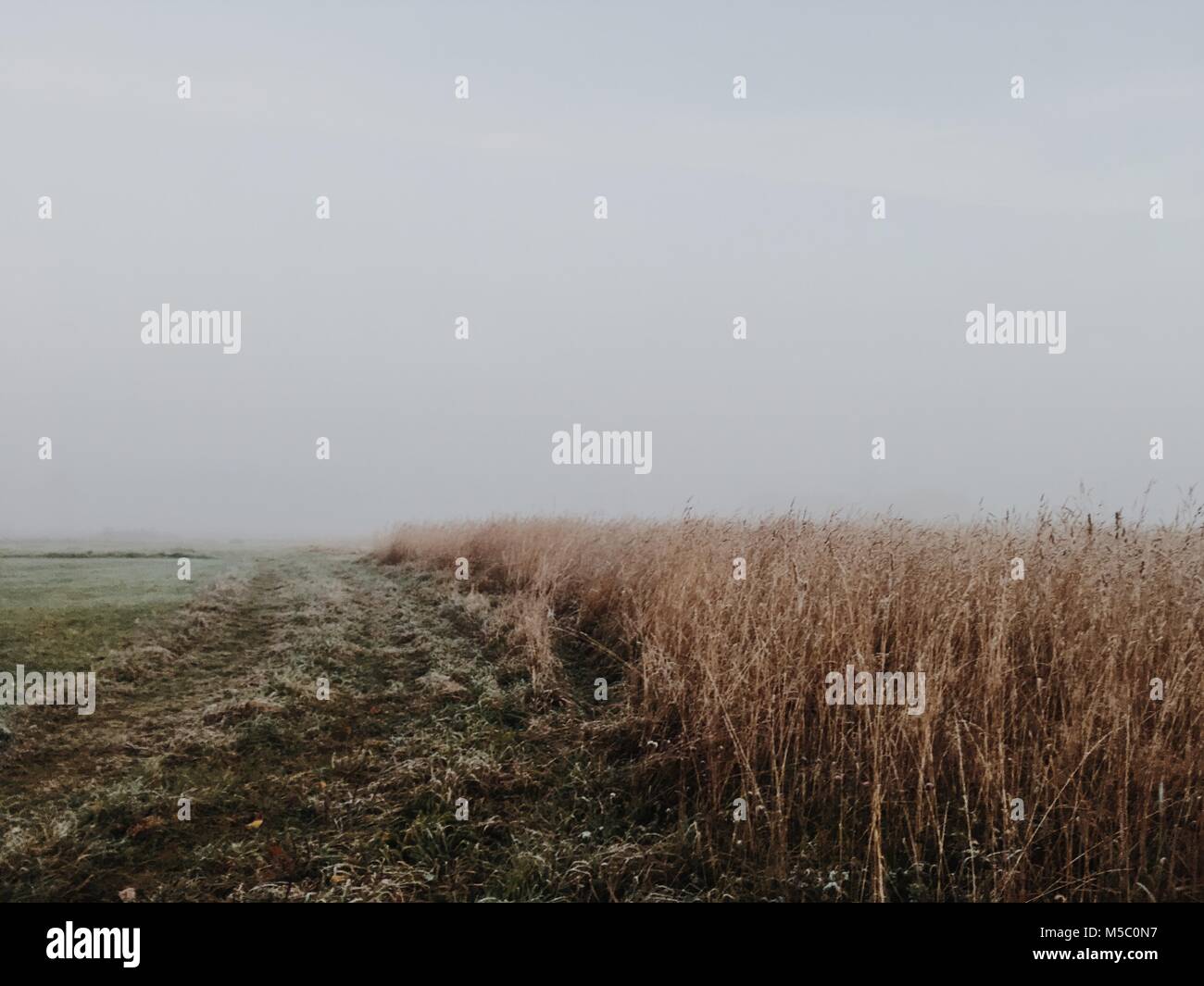 White nothing behind wheat field. Harsh autumn scene with fog. Stock Photo