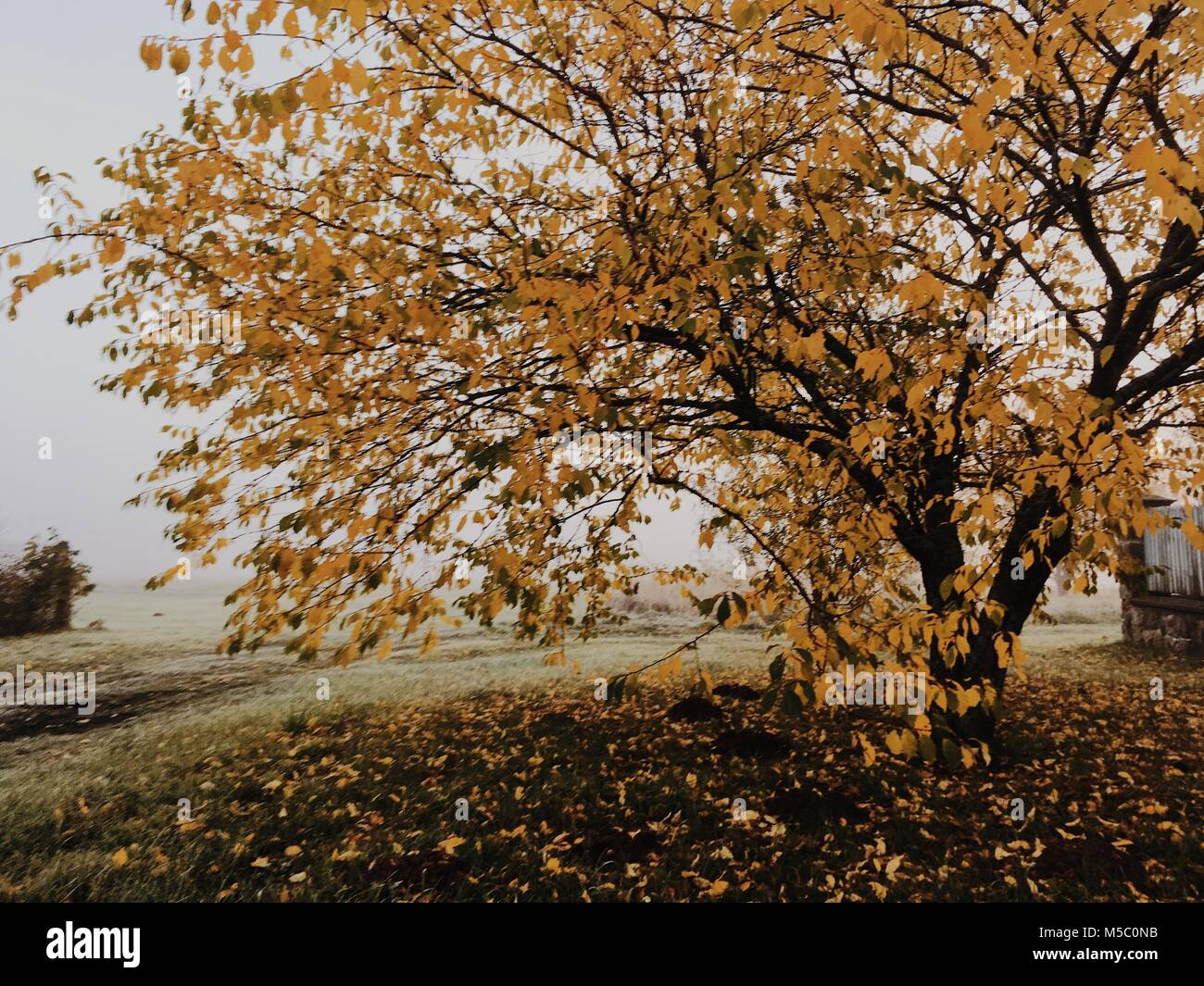 Apple tree. Golden-foggy morning in the manor park. Stock Photo